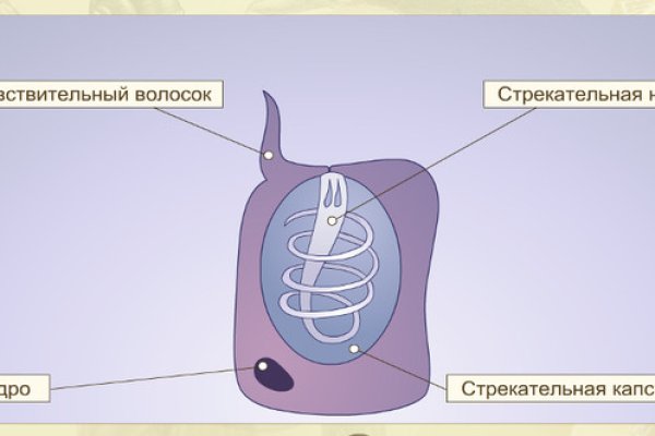 Кракен открылся