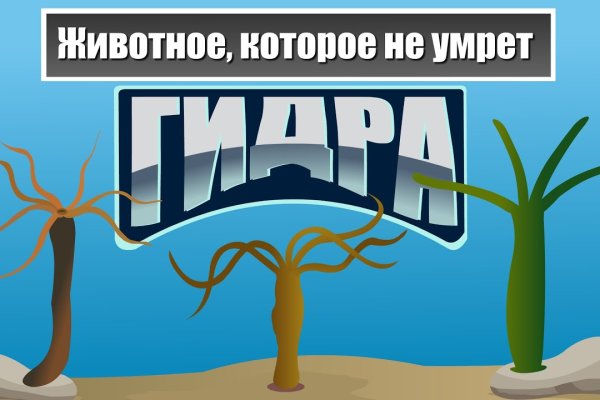 Что за площадка кракен